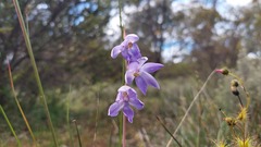 Thelymitra megcalyptra