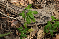 Vitex trifolia