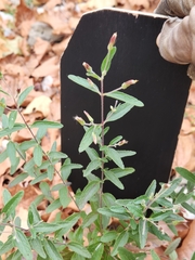 Brickellia cylindracea