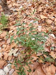 Brickellia cylindracea