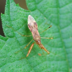 Gorpis brevilineatus