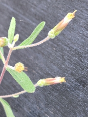 Brickellia cylindracea