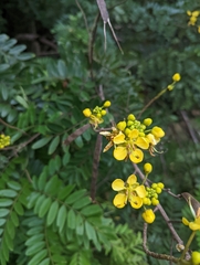 Senna siamea