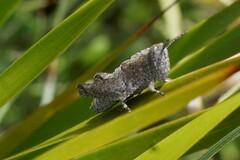 Catantopinae