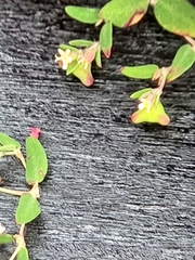 Euphorbia villifera