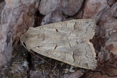 Ammoconia caecimacula