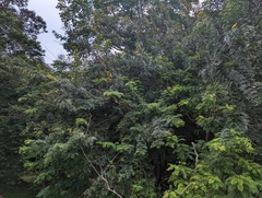Senna siamea