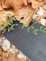 Euphorbia villifera