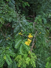 Senna siamea