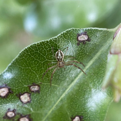 Diaea ambara