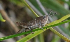 Catantopinae