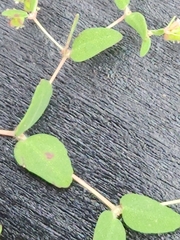 Euphorbia villifera