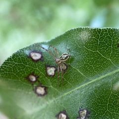 Diaea ambara
