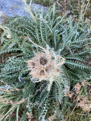Cirsium scopulorum