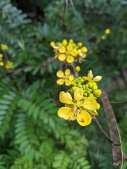Senna siamea