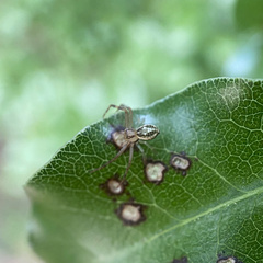 Diaea ambara