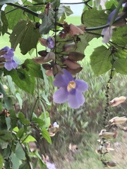 Thunbergia