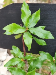 Cephalanthus occidentalis
