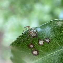 Diaea ambara