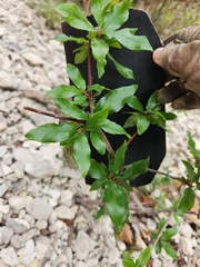 Cephalanthus occidentalis