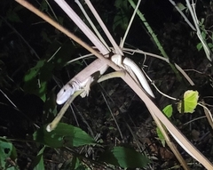 Takydromus septentrionalis