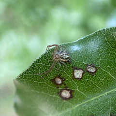 Diaea ambara