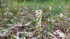 Stackhousia monogyna