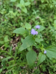 Praxelis clematidea