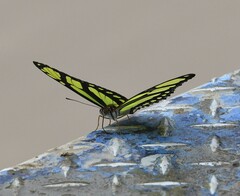 Philaethria dido
