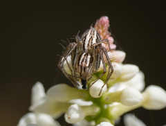 Oxyopes gracilipes