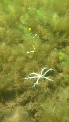 Utricularia radiata