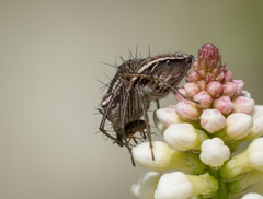 Oxyopes gracilipes