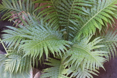 Blechnum