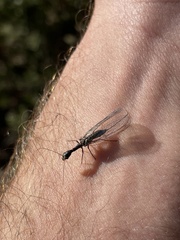 Raphidioptera