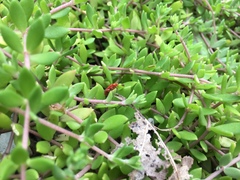 Disonycha discoidea