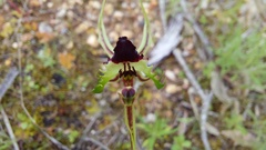 Caladenia tentaculata