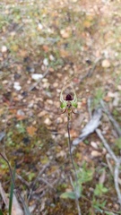 Caladenia tentaculata