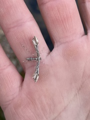Amblyptilia pica