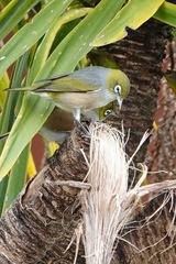 Zosterops lateralis lateralis