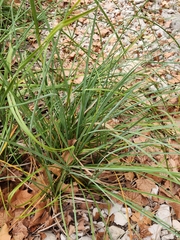 Cladium mariscus