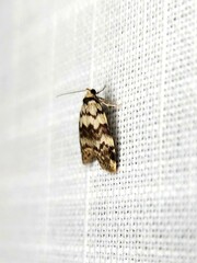 Thallarcha leptographa