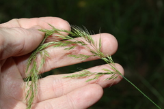 Dichelachne micrantha