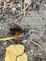 Calopompilus pyrrhomelas