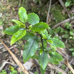 Coprosma tenuifolia