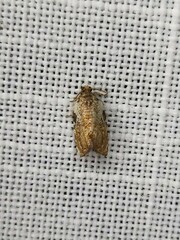 Acroceuthes metaxanthana