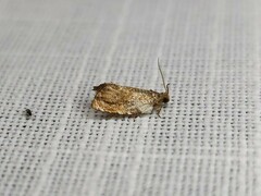 Acroceuthes metaxanthana