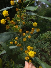 Acacia saligna