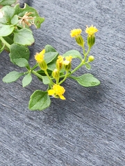 Perityle lindheimeri