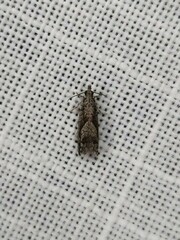 Holocola thalassinana