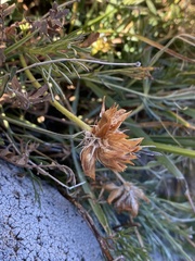 Trifolium dasyphyllum
